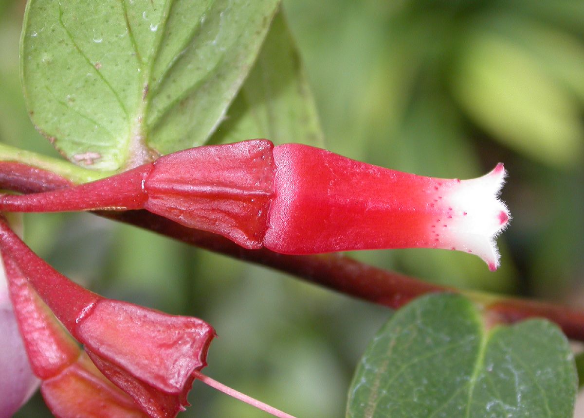 Ericaceae Macleania cordifolia