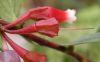 image of Macleania cordifolia