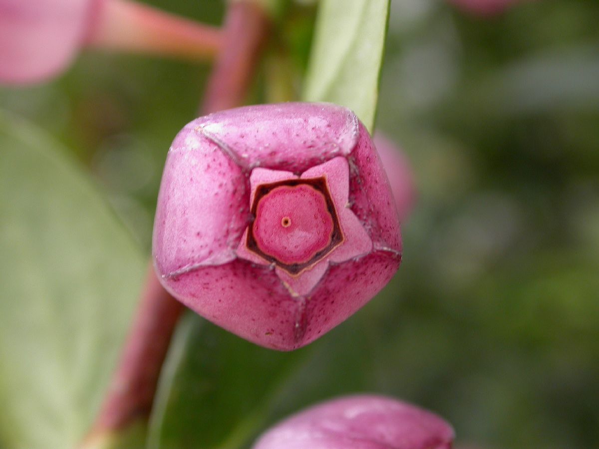 Ericaceae Macleania cordifolia