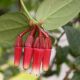 image of Macleania cordifolia