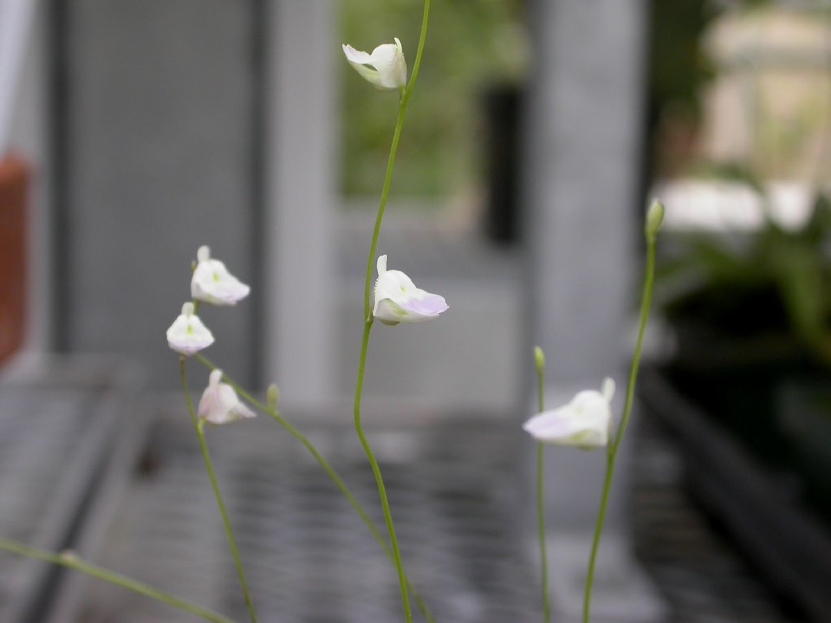 Lentibulariaceae Utricularia livida