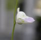 image of Utricularia livida