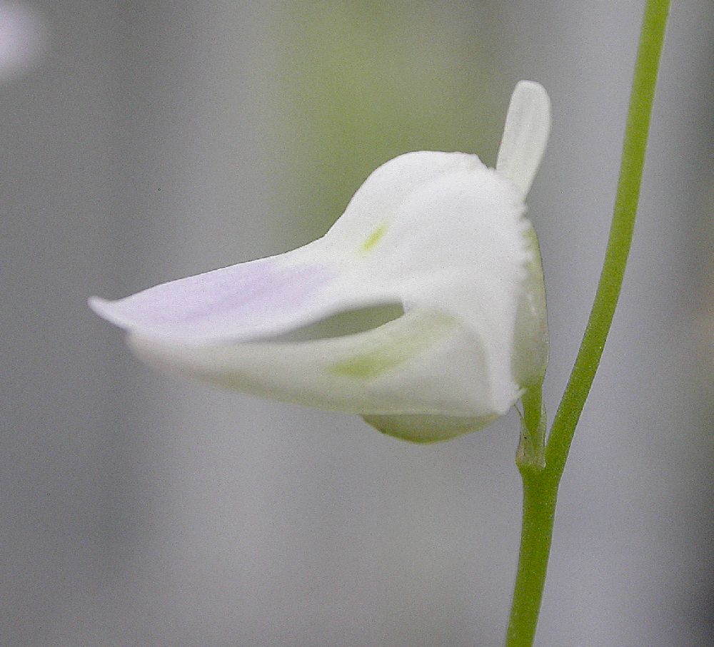 Lentibulariaceae Utricularia livida