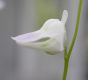 image of Utricularia livida