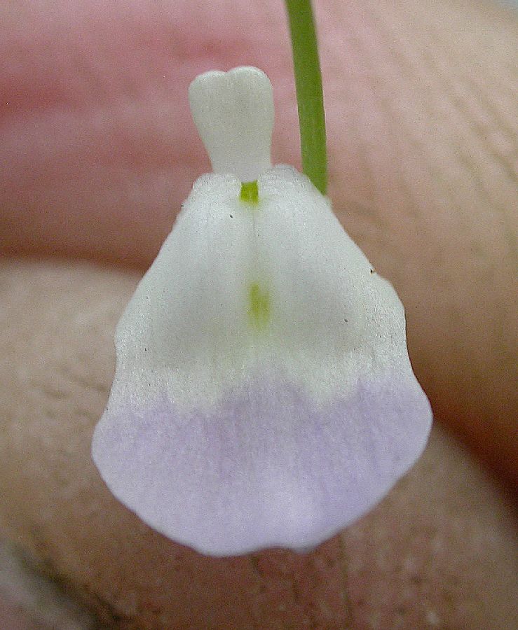 Lentibulariaceae Utricularia livida