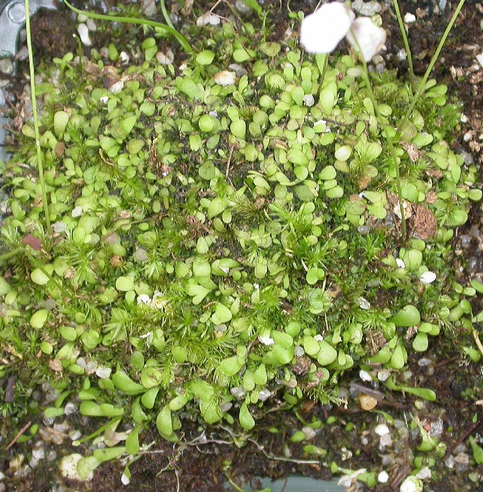 Lentibulariaceae Utricularia livida