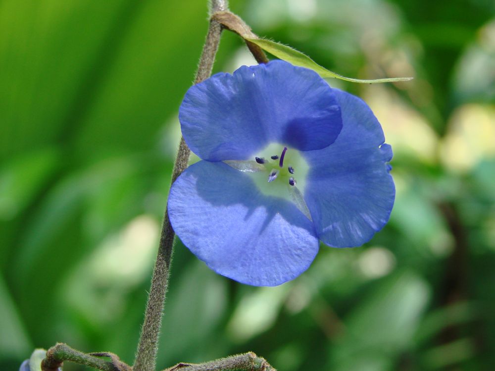 Commelinaceae Dichorisandra pendula