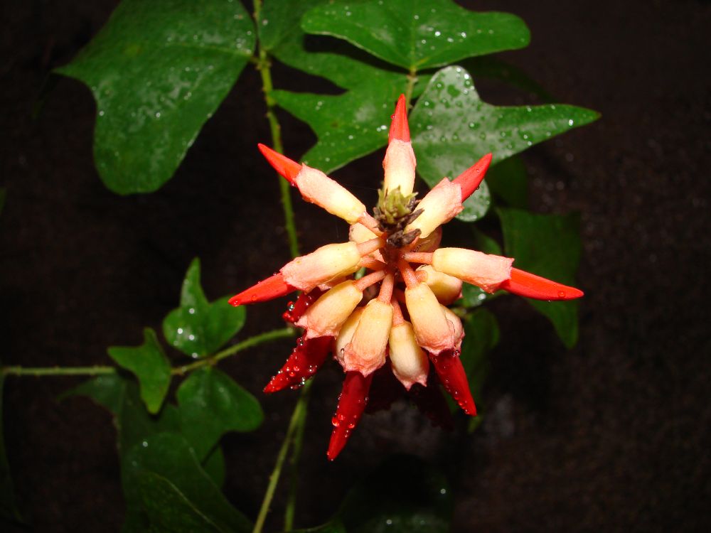 Fabaceae Erythrina humeana