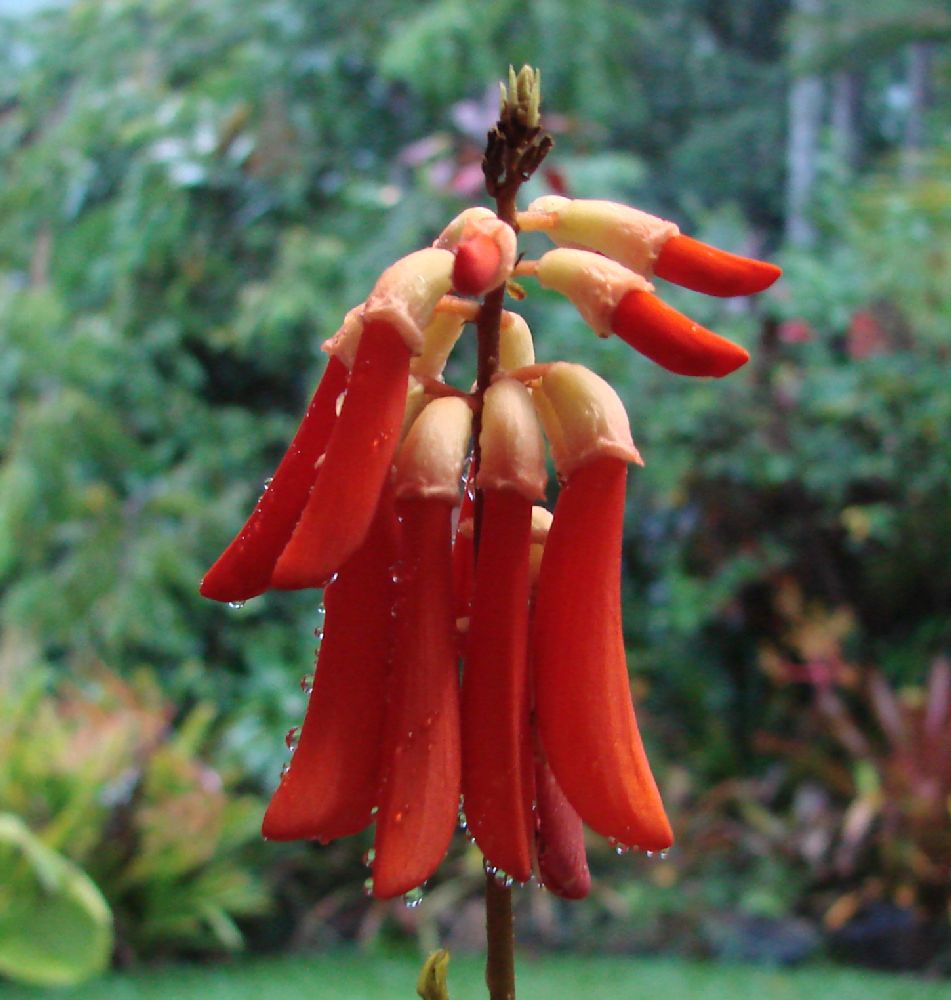 Fabaceae Erythrina humeana