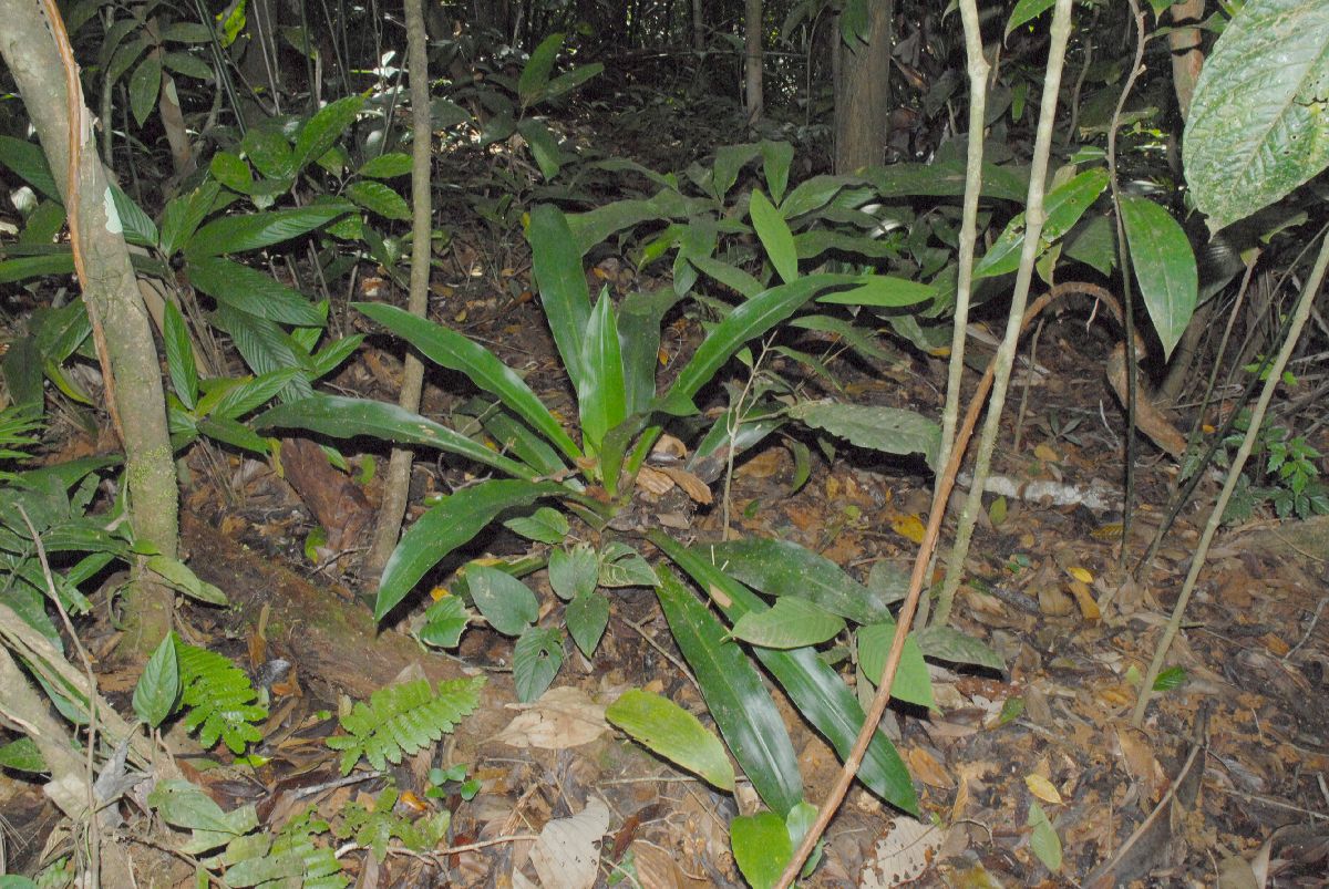 Commelinaceae Cochliostema odoratissimum