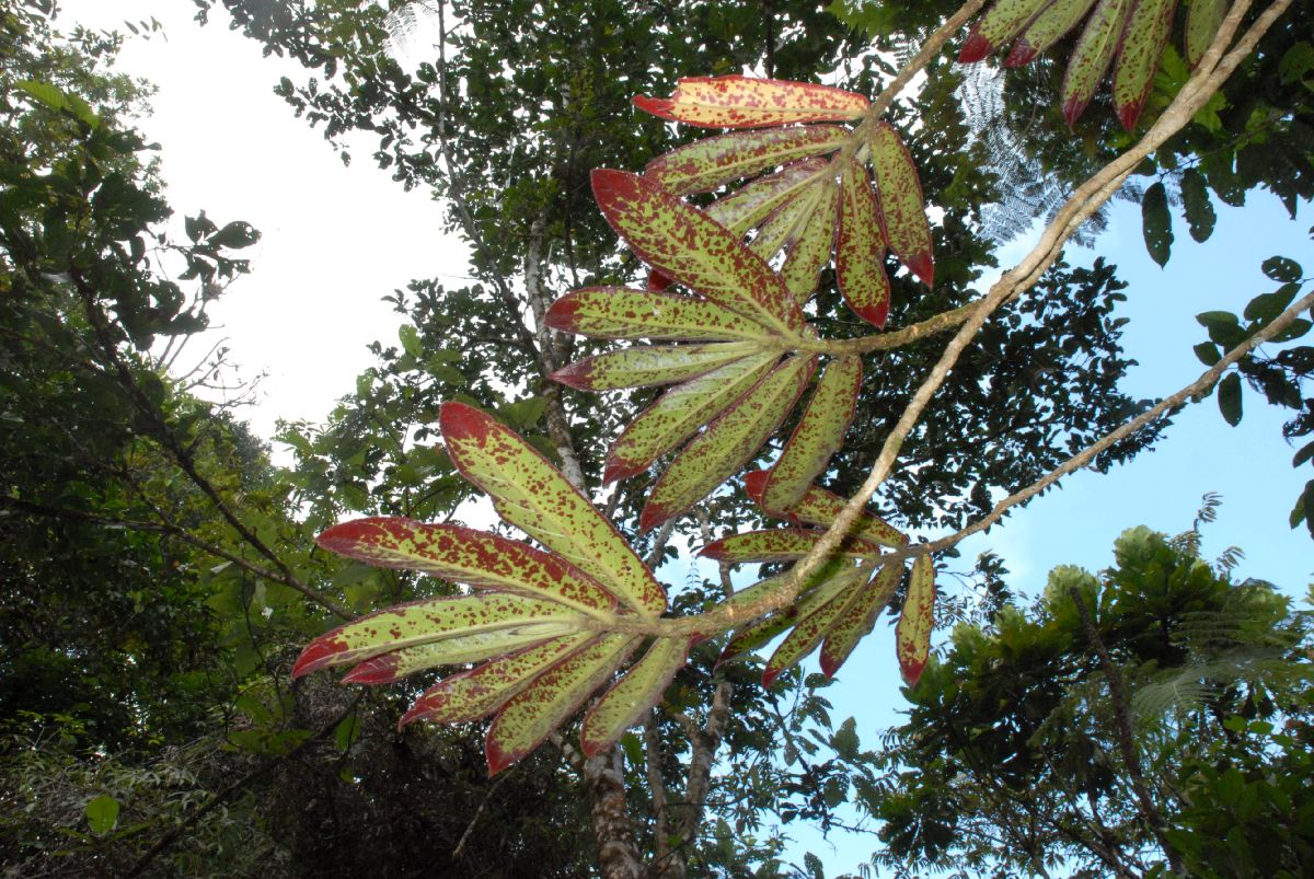 Gesneriaceae Columnea 