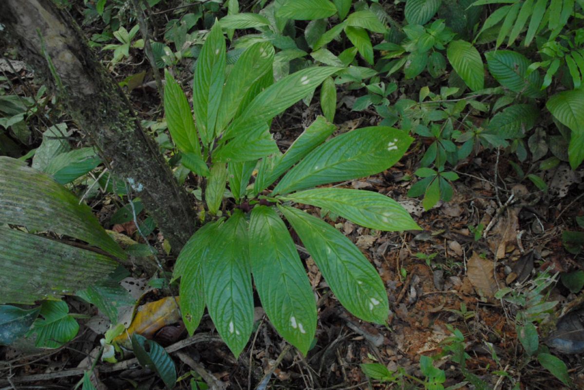 Gesneriaceae Columnea 