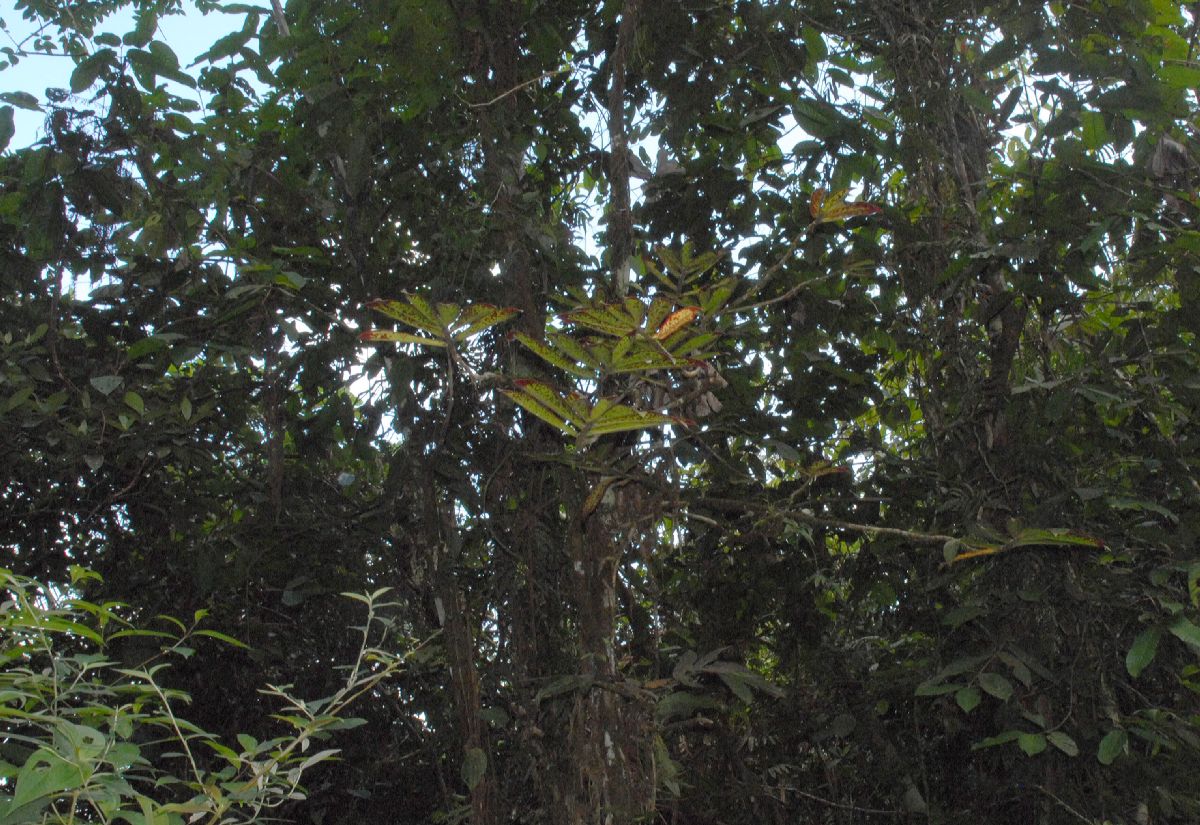 Gesneriaceae Columnea 