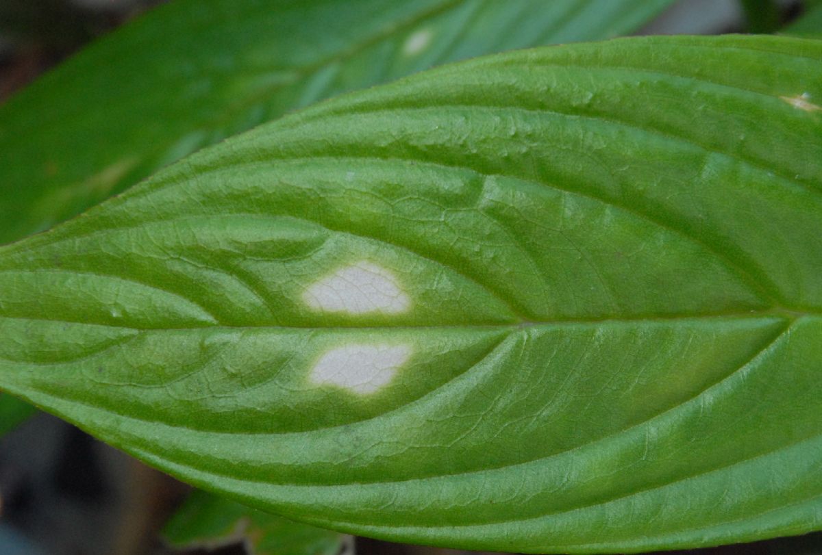 Gesneriaceae Columnea 