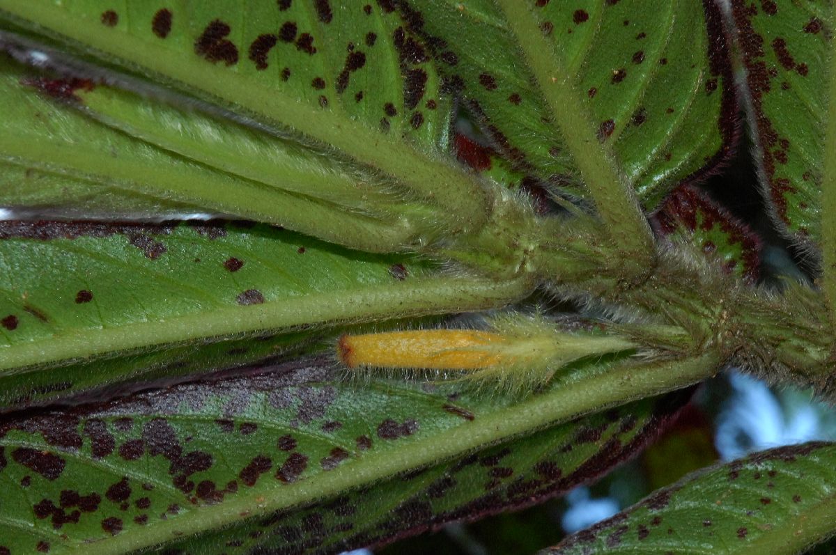 Gesneriaceae Columnea 