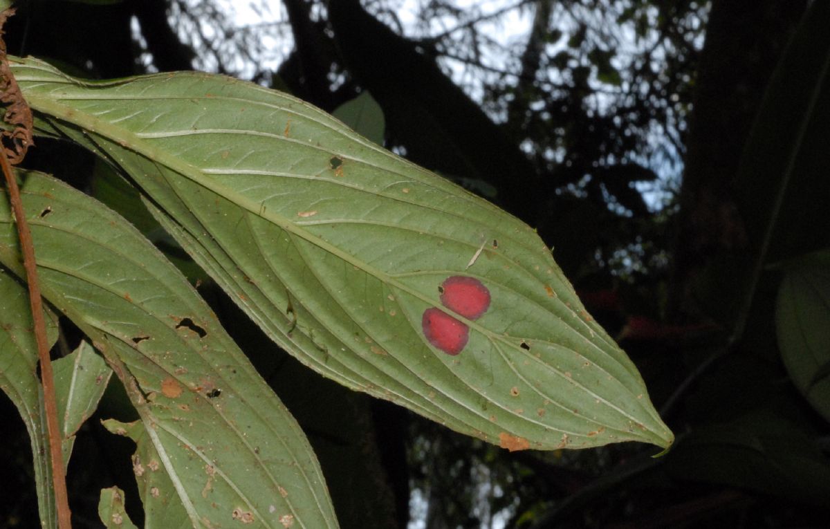 Gesneriaceae Columnea 