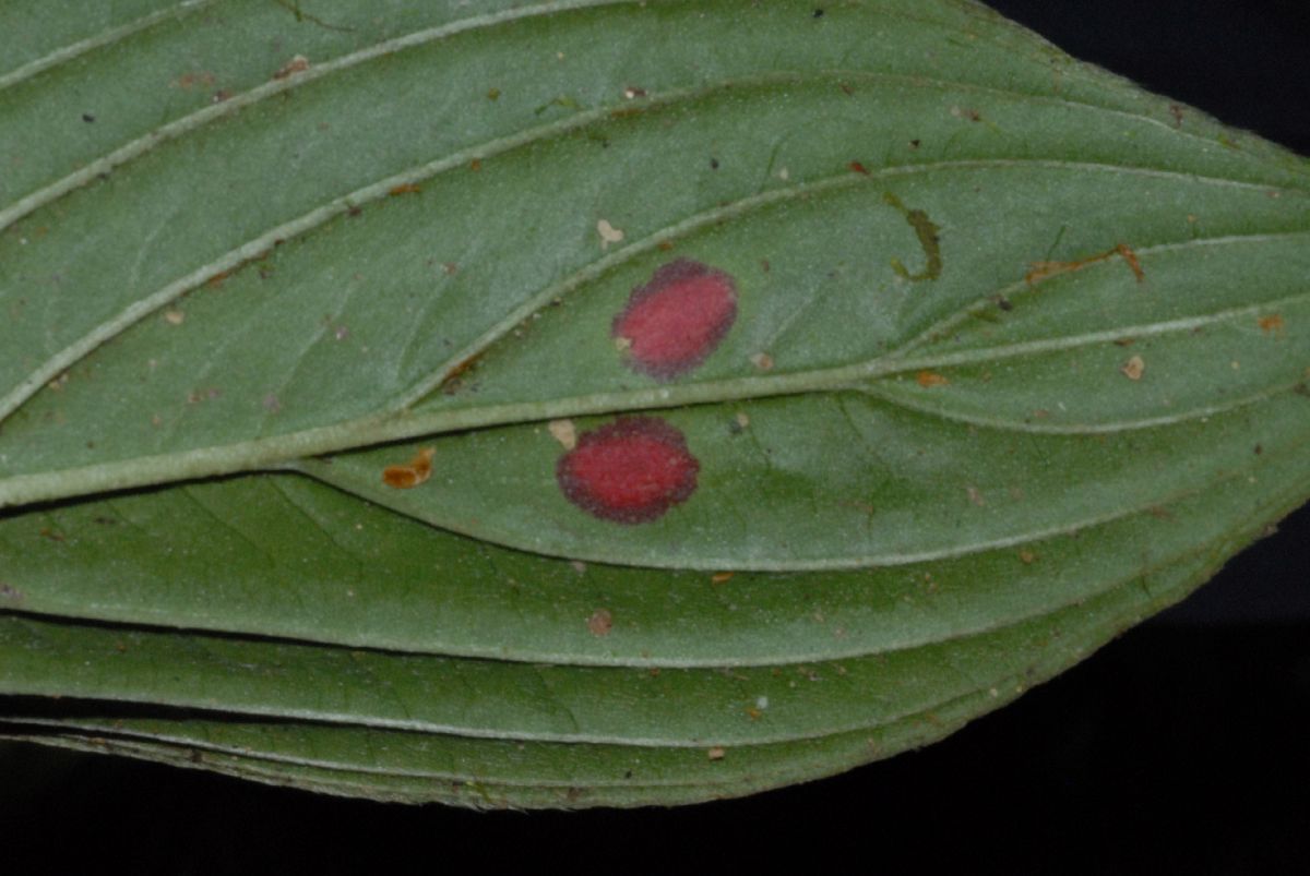 Gesneriaceae Columnea 