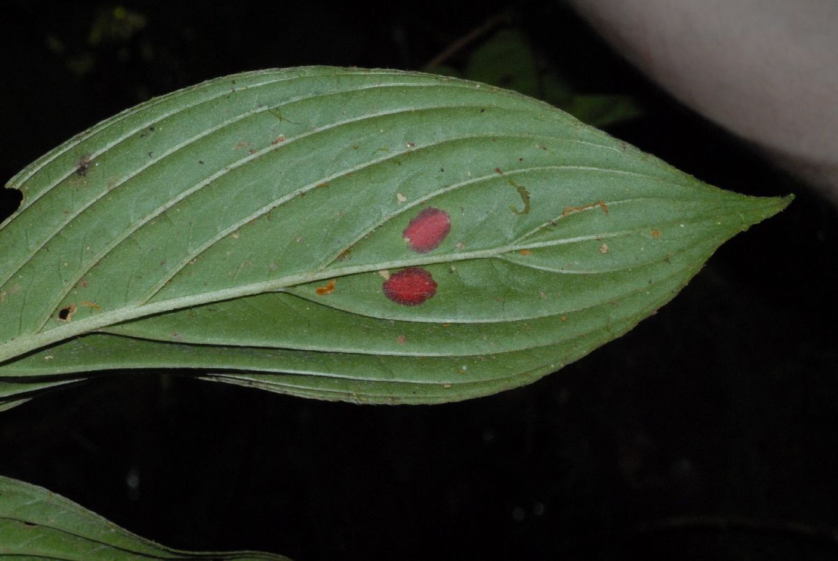 Gesneriaceae Columnea 