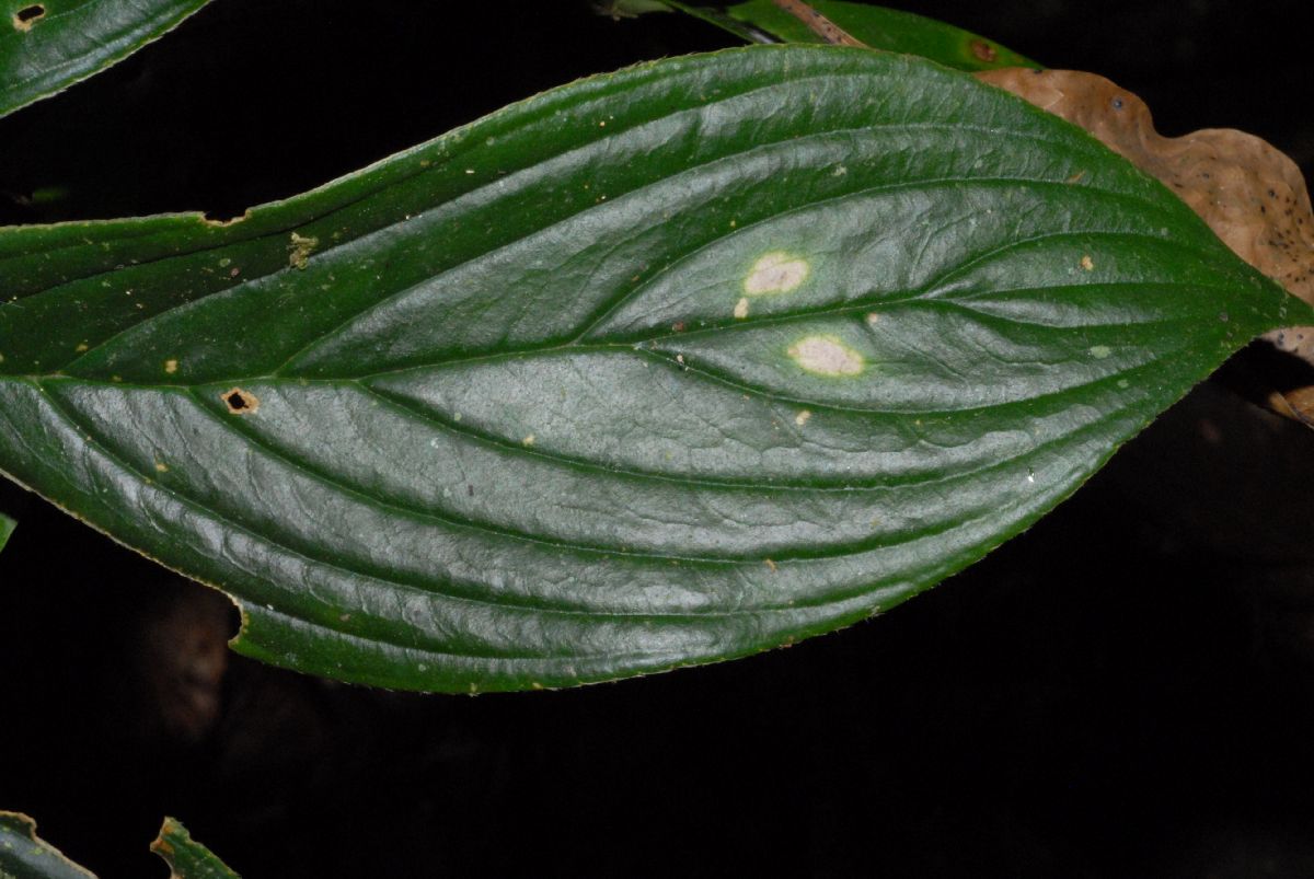 Gesneriaceae Columnea 