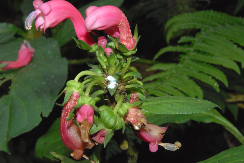 Campanulaceae Centropogon 