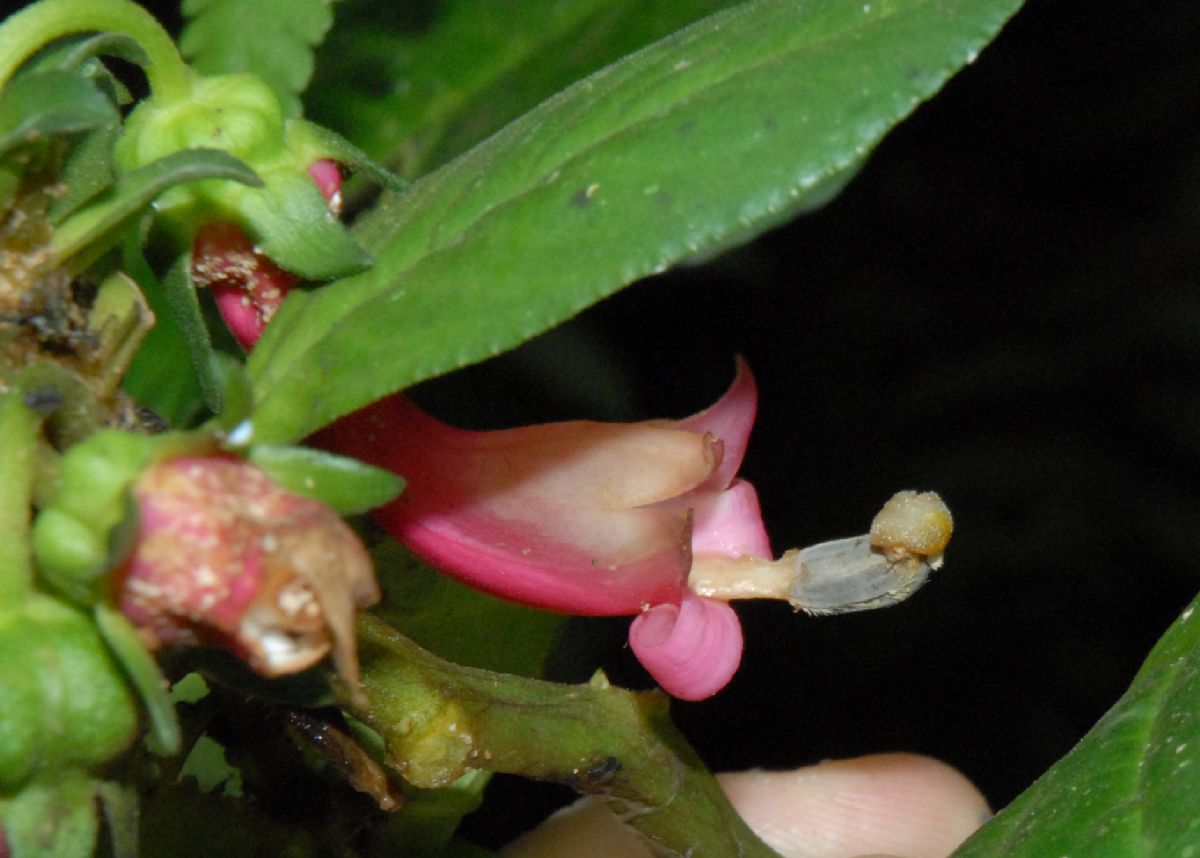 Campanulaceae Centropogon 