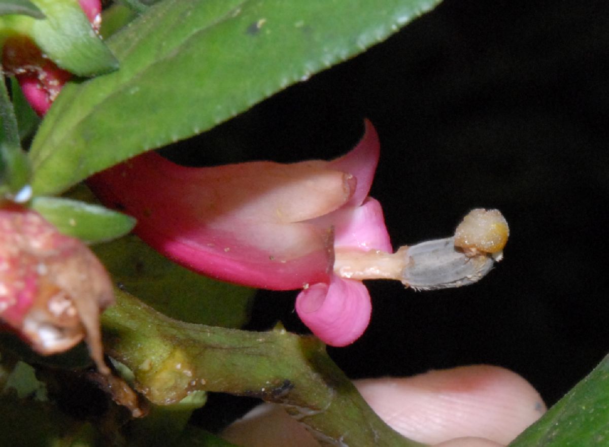 Campanulaceae Centropogon 