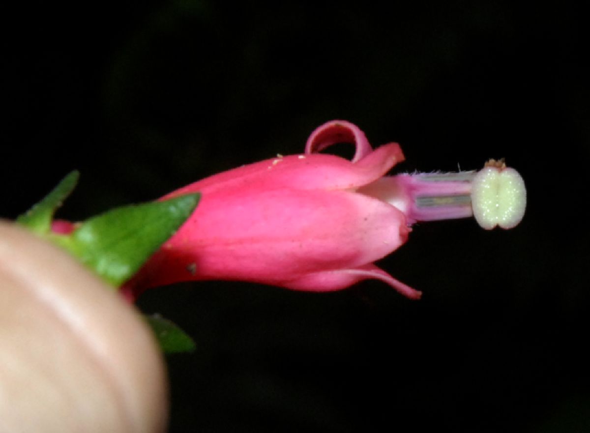 Campanulaceae Centropogon 