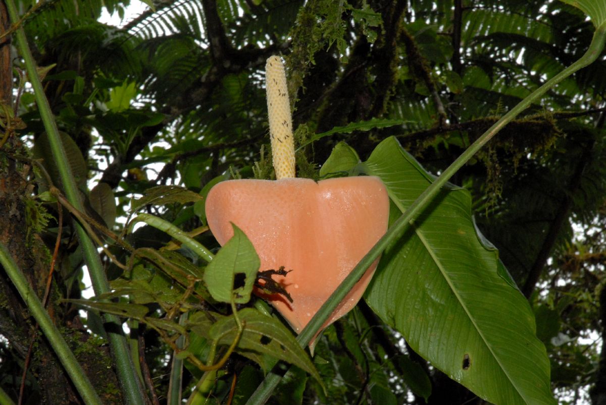 Araceae Stenospermation 