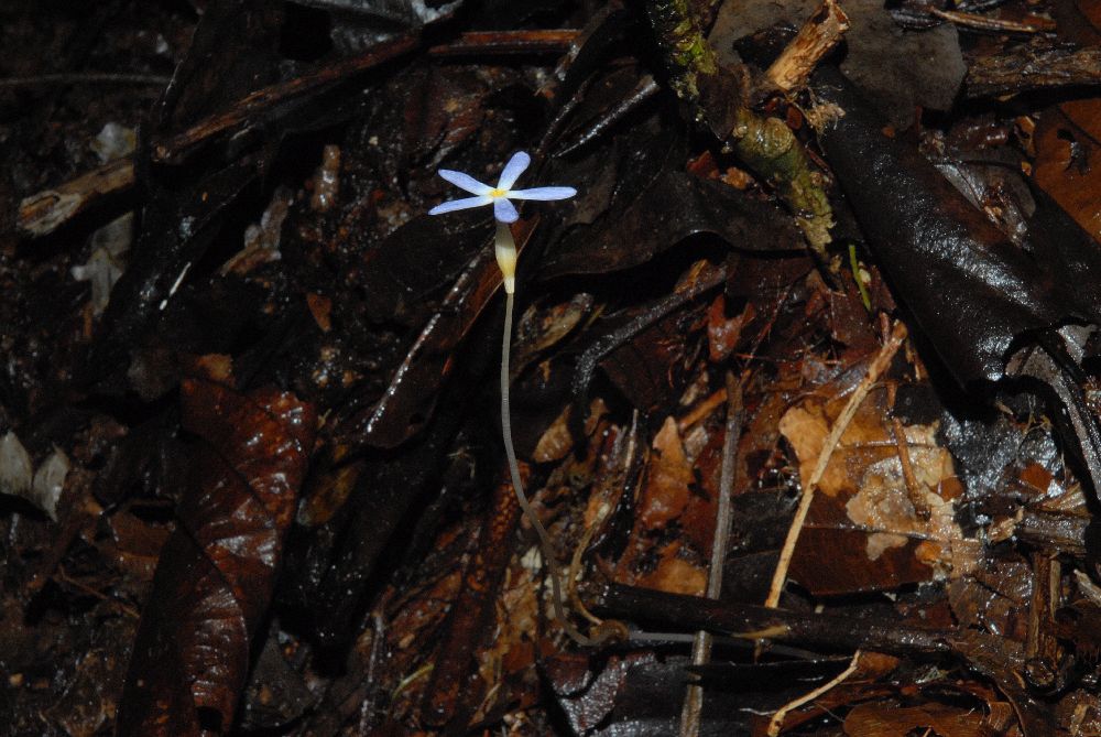 Gentianaceae Voyria tenella