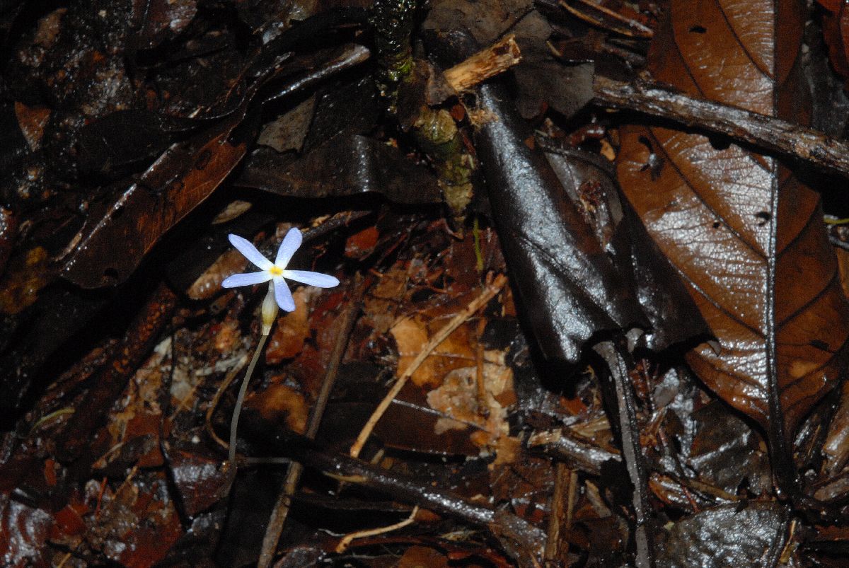 Gentianaceae Voyria tenella