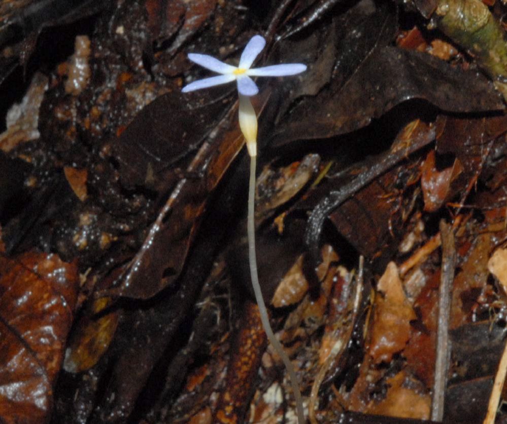 Gentianaceae Voyria tenella