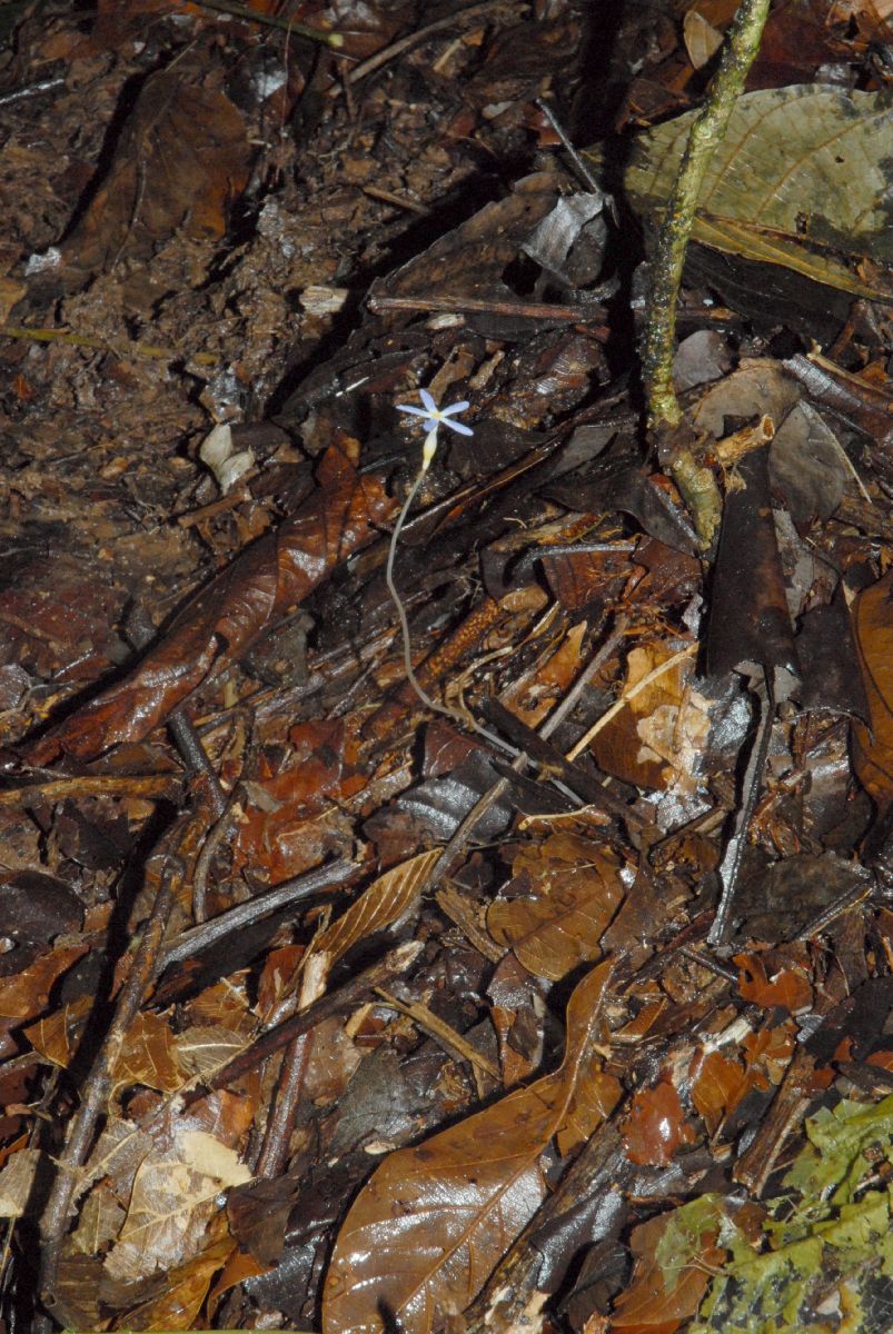 Gentianaceae Voyria tenella