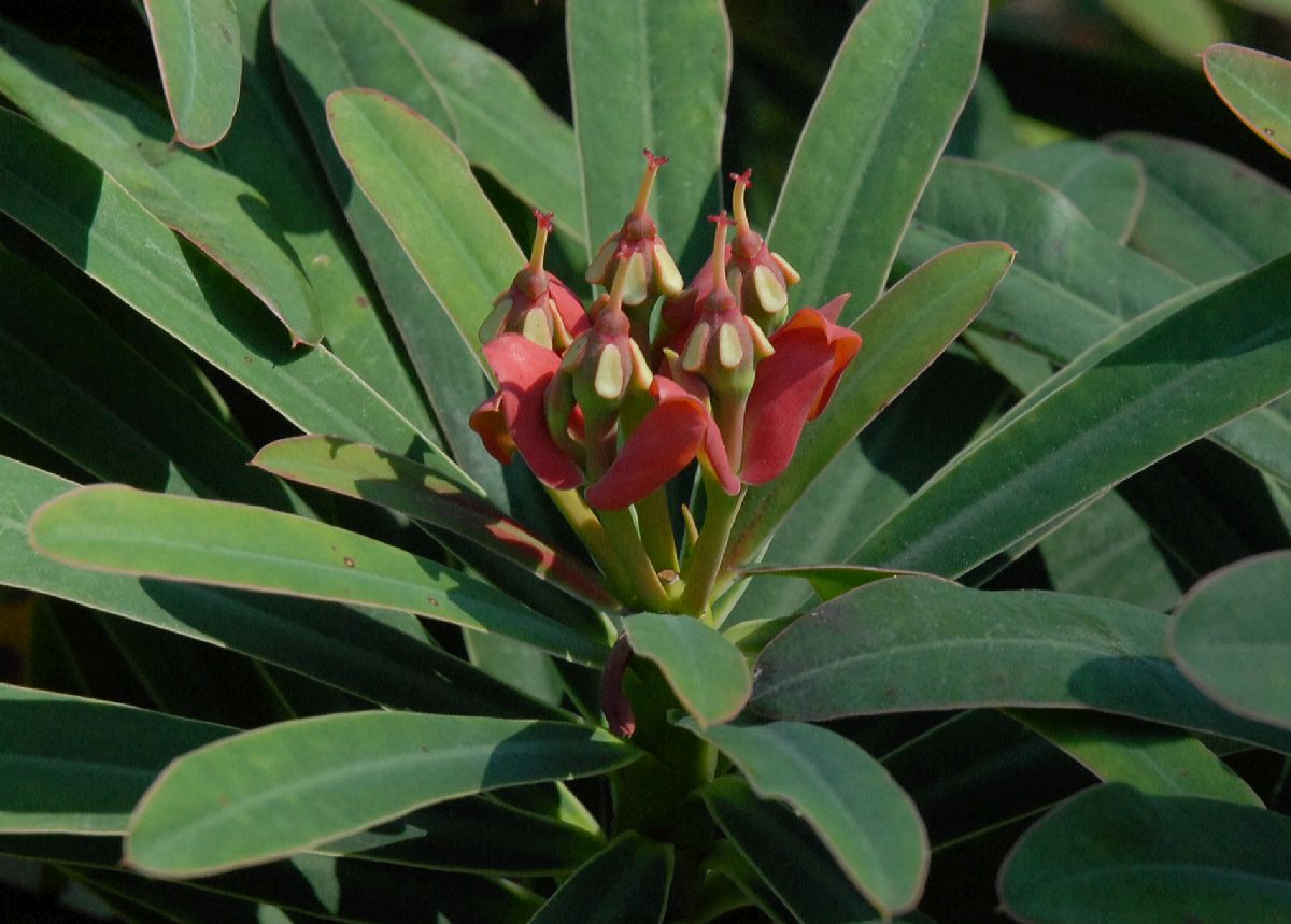 Euphorbiaceae Euphorbia gymnonota