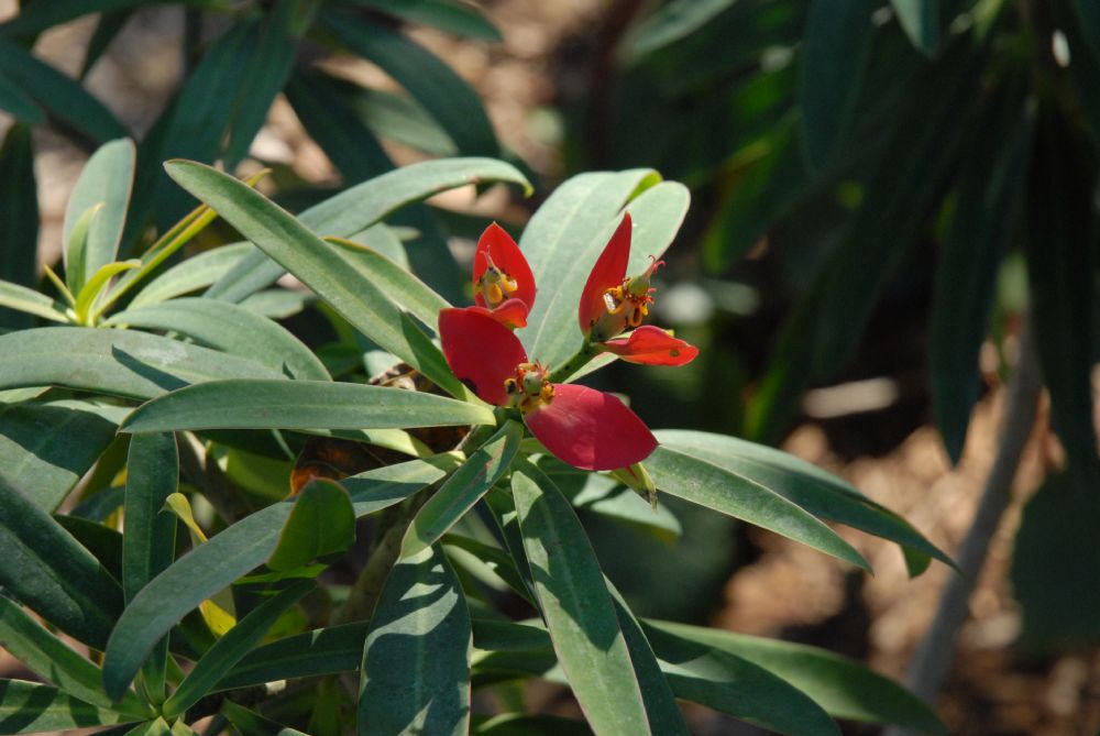 Euphorbiaceae Euphorbia punicea