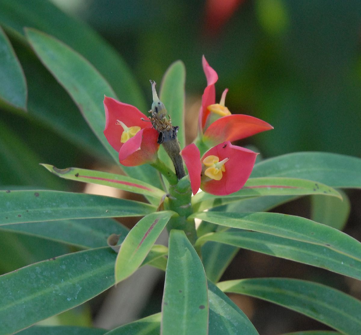 Euphorbiaceae Euphorbia punicea