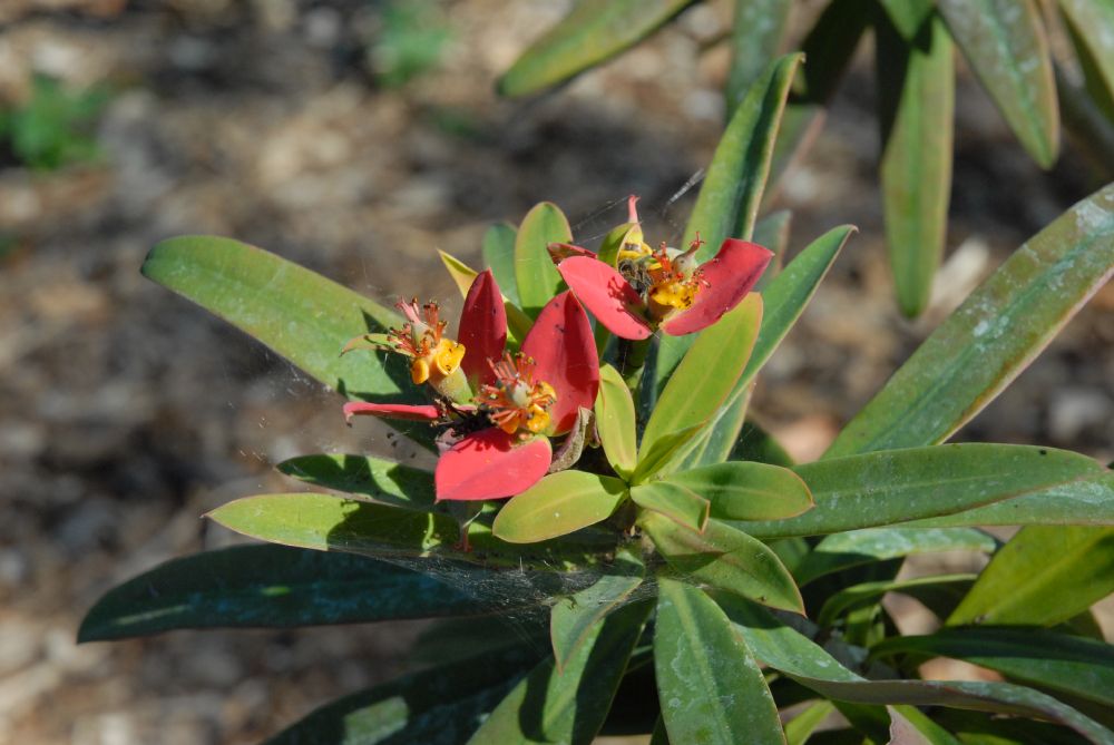 Euphorbiaceae Euphorbia punicea