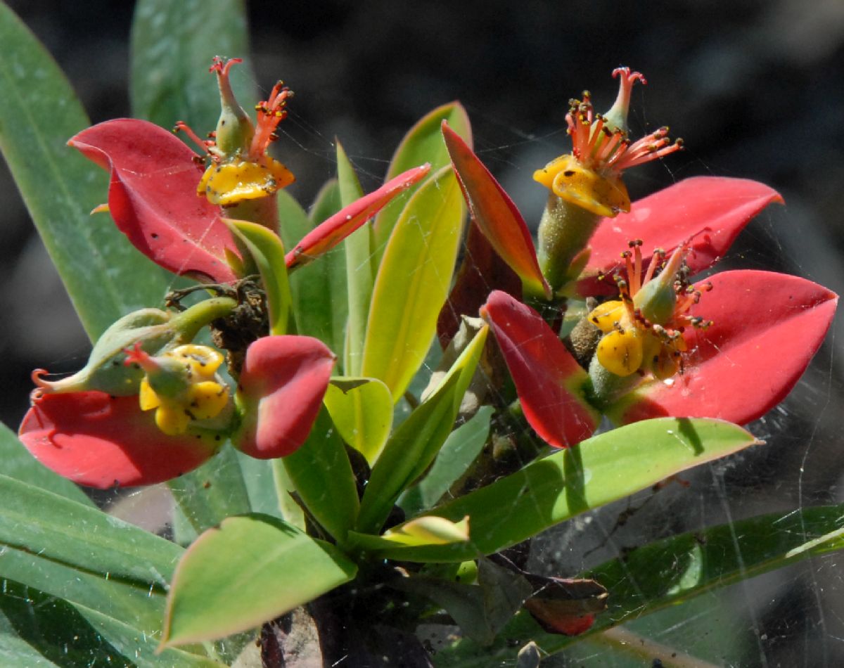 Euphorbiaceae Euphorbia punicea