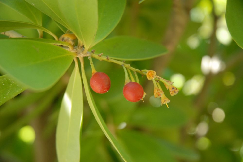 Primulaceae Jacquinia  armillaris