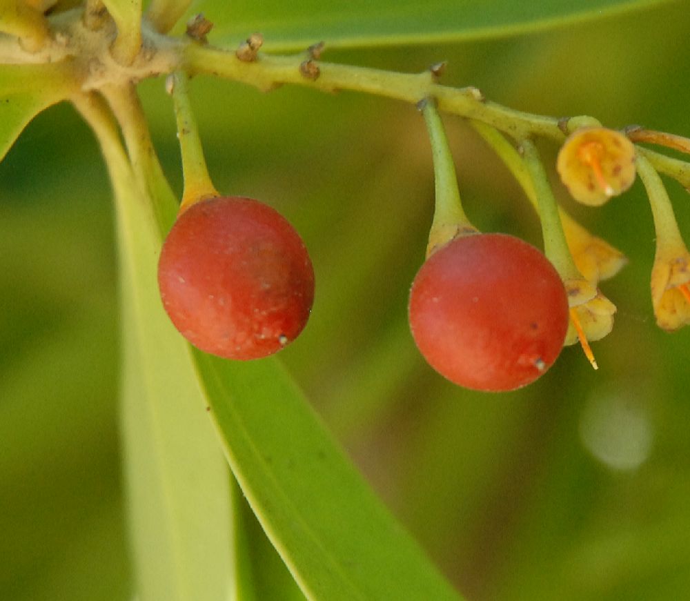 Primulaceae Jacquinia  armillaris