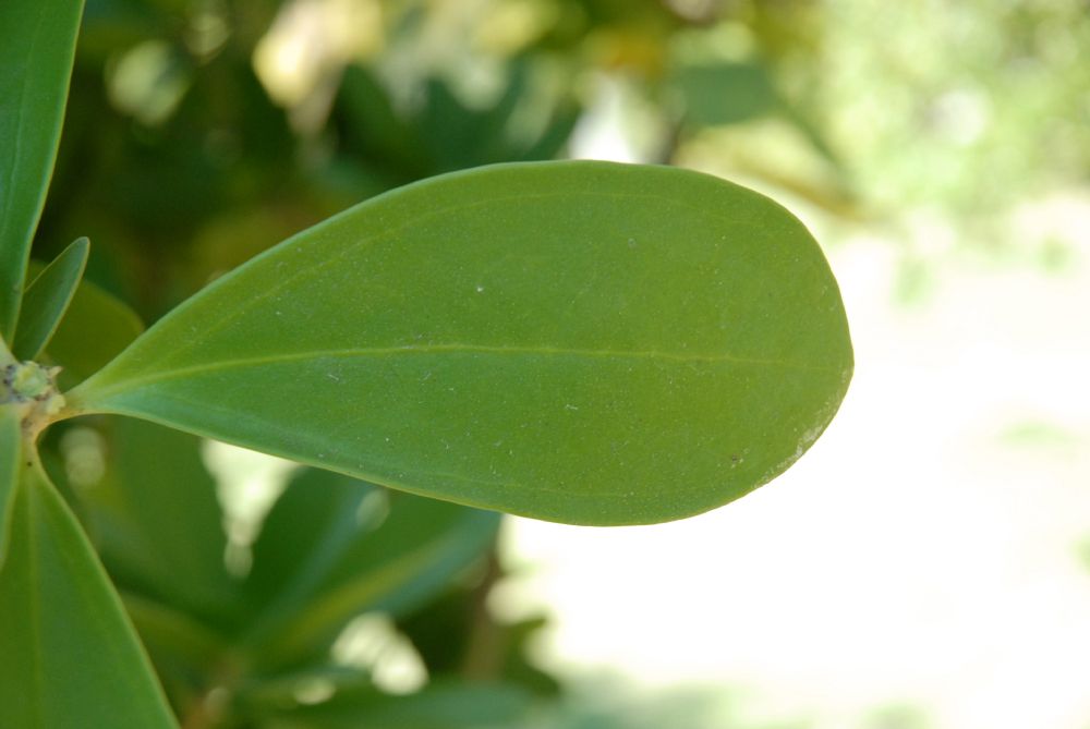 Primulaceae Jacquinia  armillaris