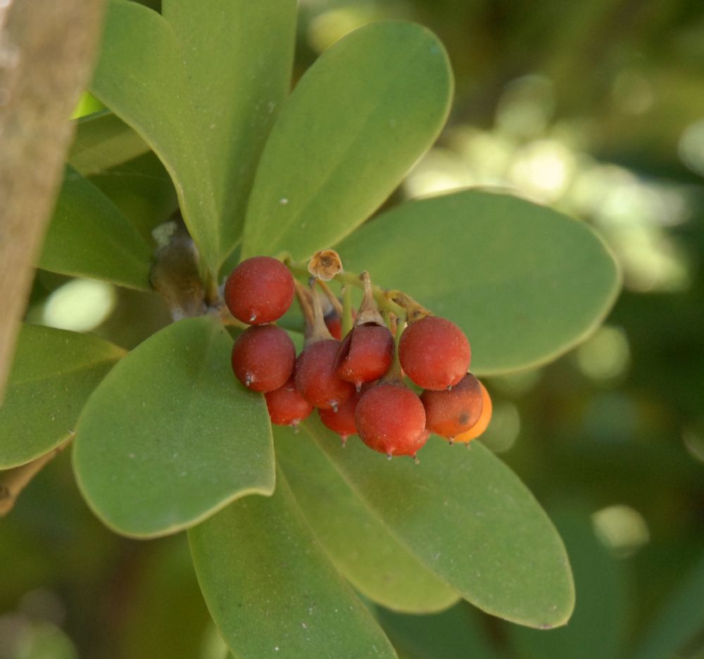 Primulaceae Jacquinia  armillaris