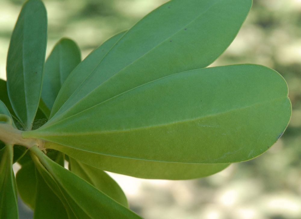 Primulaceae Jacquinia  armillaris