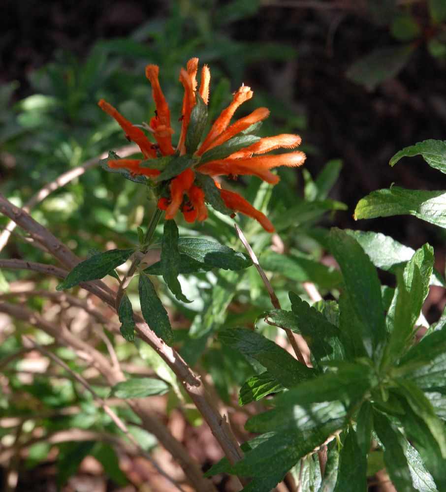 Lamiaceae Leonotis leonurus