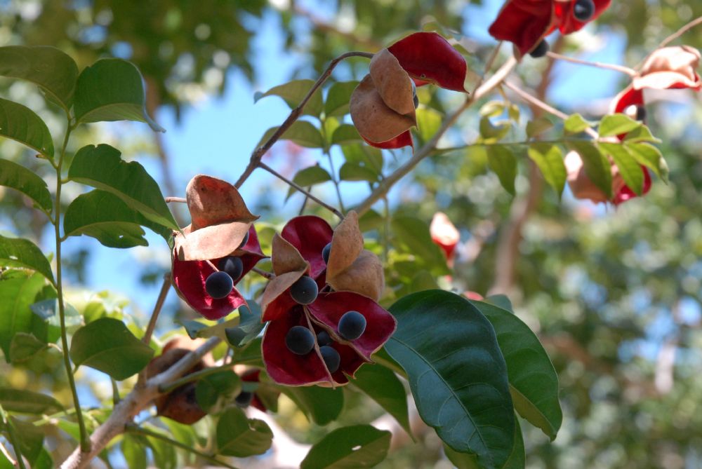 Sapindaceae Majidea zanguebarica