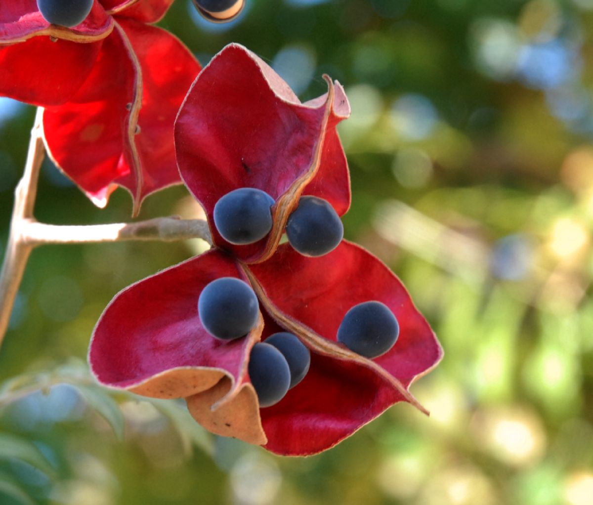 Sapindaceae Majidea zanquebarica