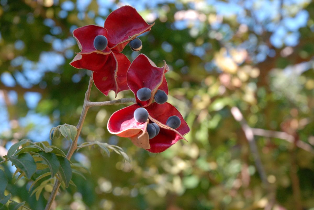 Sapindaceae Majidea zanguebarica