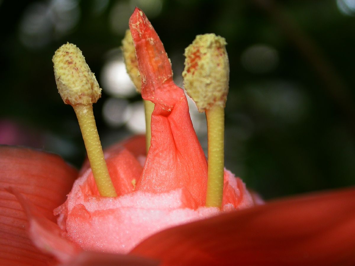 Pandanaceae Freycinetia multiflora