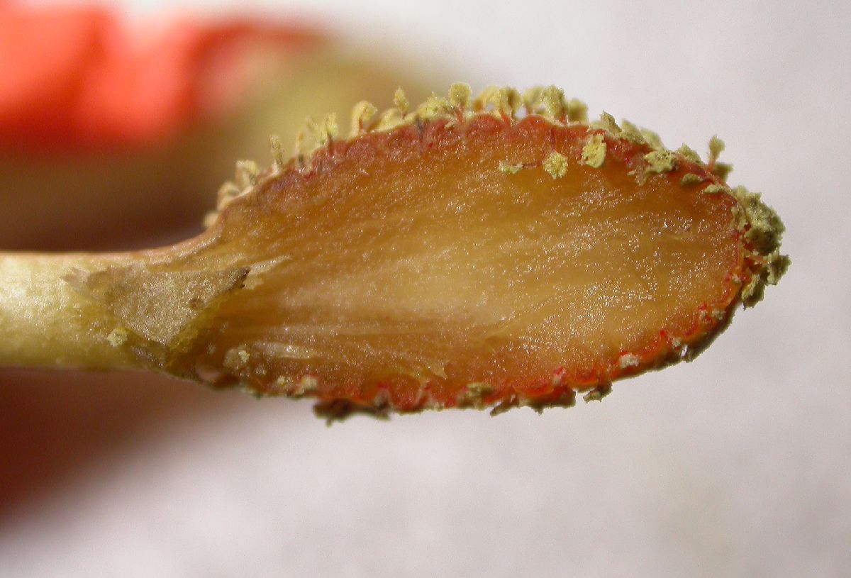 Pandanaceae Freycinetia multiflora