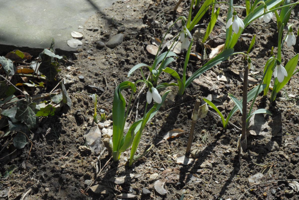 Amaryllidaceae Galanthus elwesii