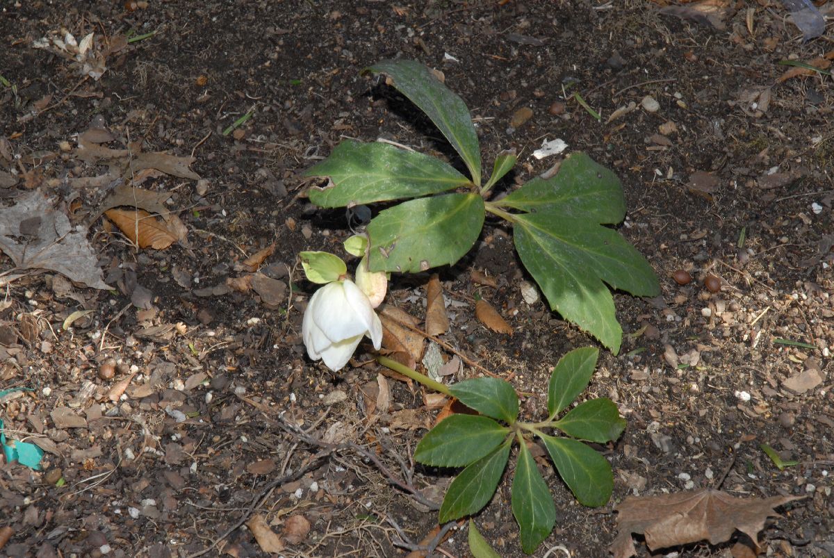 Ranunculaceae Helleborus niger
